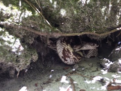 Pituophis melanoleucus melanoleucus