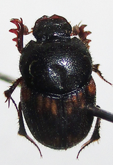 Onthophagus suffusus