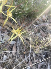 Caladenia straminichila