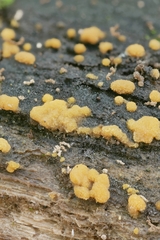 Trichoderma atroviride