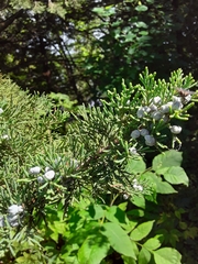 Juniperus