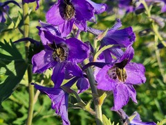 Delphinium arcuatum