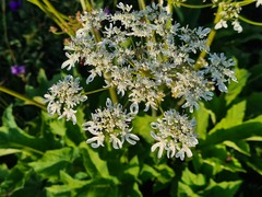 Heracleum asperum