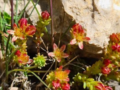 Sedum tenellum