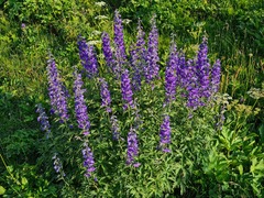 Delphinium arcuatum