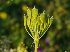 Heracleum asperum