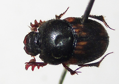 Onthophagus suffusus