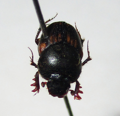 Onthophagus suffusus