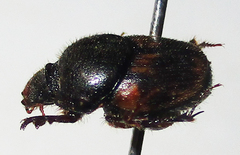 Onthophagus suffusus