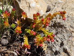 Sedum tenellum