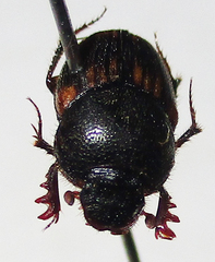 Onthophagus suffusus
