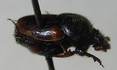 Onthophagus suffusus