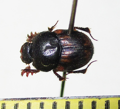 Onthophagus suffusus