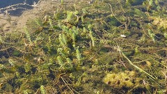 Hippuris vulgaris