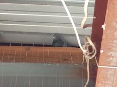 Columba livia domestica