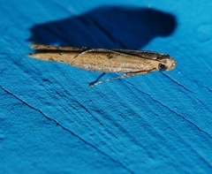 Parametriotinae