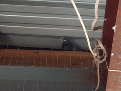 Columba livia domestica