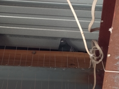 Columba livia domestica