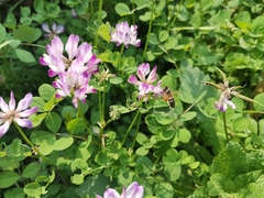 Astragalus sinicus
