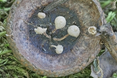 Marasmiellus rhizomorphigenus