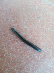 Pachyiulus oenologus