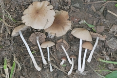 Psathyrella subsingeri