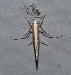 Gracillariinae