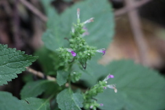 Teucrium viscidum