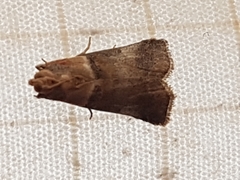 Acrobasis tumidana