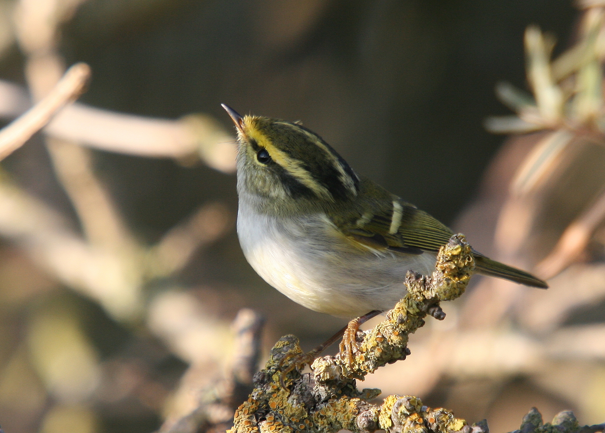 Pallas's Warbler (Phylloscopus proregulus)