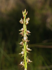 Prasophyllum australe