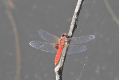 Aethriamanta circumsignata