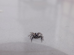 Plexippus paykulli