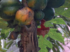 Funambulus palmarum
