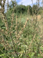 Artemisia vulgaris