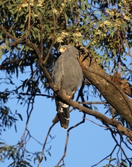 African Harrier-Hawk photo 4