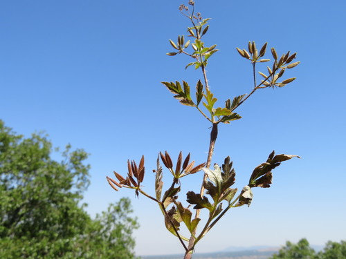 Chaerophyllum nodosum