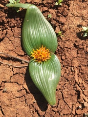 Daubenya capensis