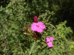 Dianthus balbisii