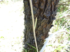 Thelymitra bracteata