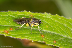 Solva marginata