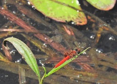 Aethriamanta circumsignata