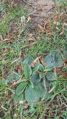 Plantago media