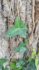 Hedera helix