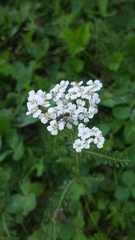 Achillea millefolium
