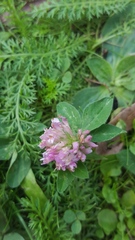 Trifolium pratense