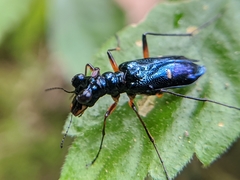 Therates fruhstorferi