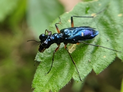 Therates fruhstorferi