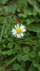 Bellis perennis