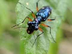 Therates fruhstorferi